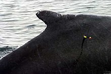 A whale shot by a modified crossbow bolt Blubber biopsy sample.jpg