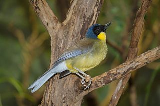 Blue-crowned laughingthrush Species of bird