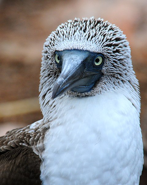 File:Blue-footed Booby (4884592769).jpg