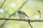 Thumbnail for File:Blue-headed vireo in CP (31748).jpg