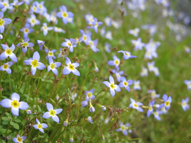 File:Bluets near the Mount Mitchell summit (7651433308).jpg