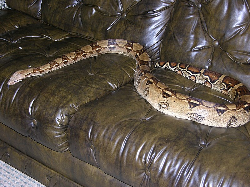 File:Boa constrictor on couch.jpg