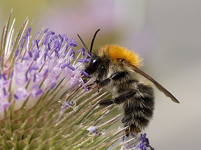 A common carder-bee (Bombus pascuorum) on a thistle flower