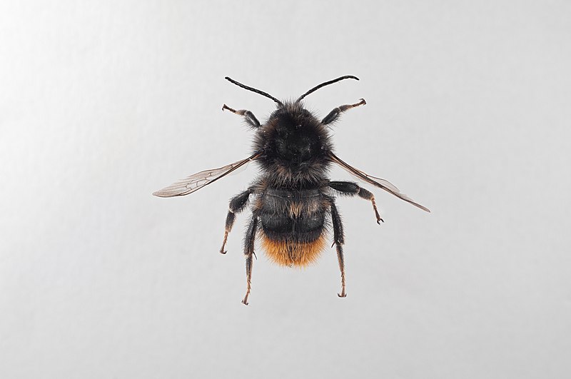 File:Bombus ruderarius hann.jpg