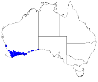 <i>Boronia crassifolia</i> Species of flowering plant