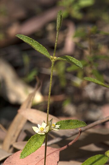 Boronia laxa