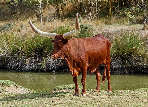 Bos primigenius f. taurus