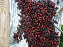 Boxelder bugs (Boisea trivittata) feed on Acer negundo BoxelderBugsBoltonONSep2018.jpg