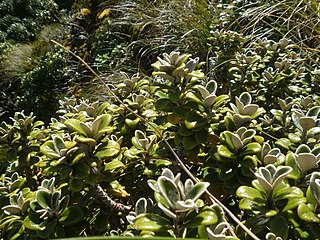 <i>Brachyglottis bidwillii</i> species of plant