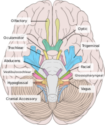 nervul ternar și vederea