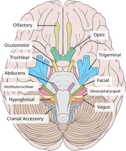 Brain human normal inferior view with labels en