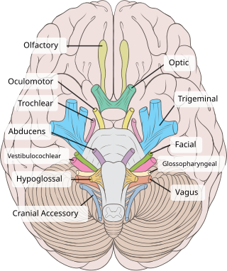 Nervii cranieni-origine aparentă