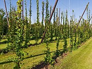 Klein hopveldje voor de brouwerij