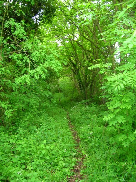 File:Bridleway, Eleven Acre Wood - geograph.org.uk - 177480.jpg