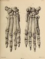Anterior and posterior views of the right forefoot, from Tor Bryan Caves near Torquay, now kept in British Museum