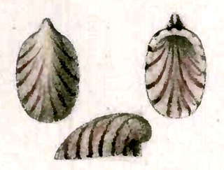 <i>Broderipia rosea</i> Species of gastropod
