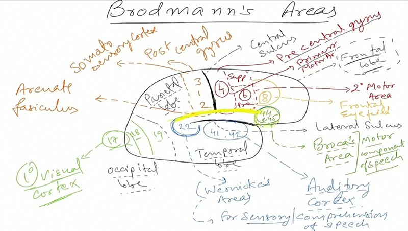 File:Brodmann's areas of human brain.jpg