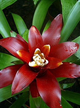 Liežuvinė guzmanija (Guzmania lingulata)