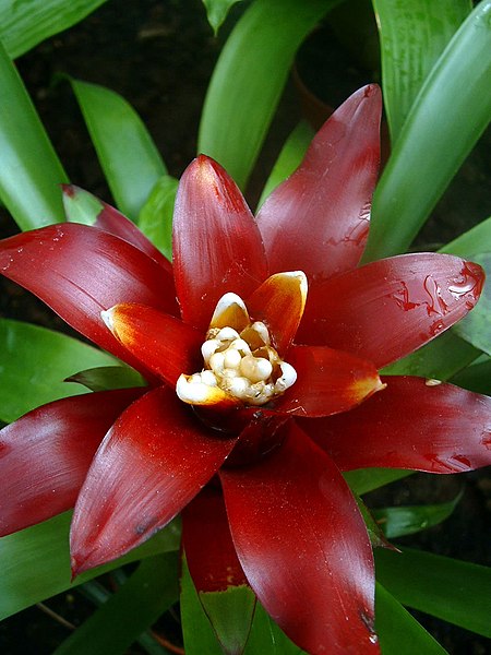 Guzmania_lingulata