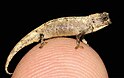 Brookesia nana.