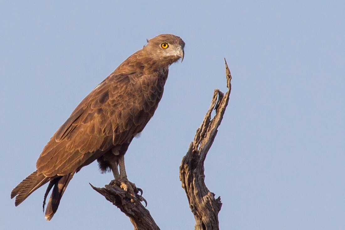 Brown snake eagle