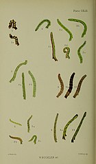 Figs.3, 3a, 3b larvae after final moult 3 from var marmorata Buckler W The larvae of the British butterflies and moths PlateCXLIII.jpg