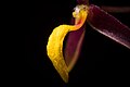 Bulbophyllum denophyllum Labellum