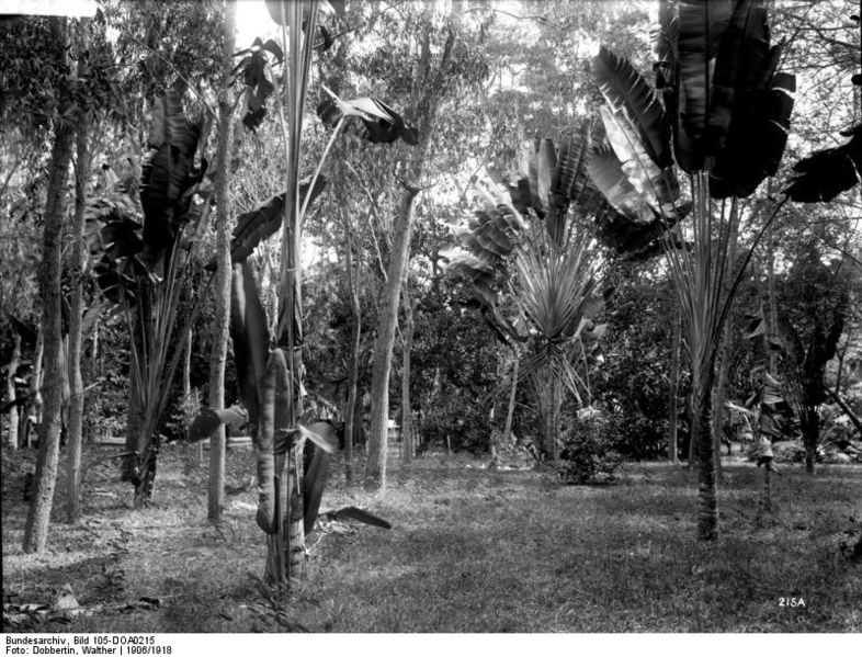 File:Bundesarchiv Bild 105-DOA0215, Deutsch-Ostafrika, Daressalam, Kulturgarten.jpg