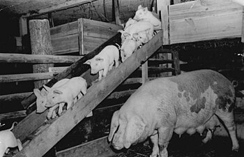 Sow in stall with separate piglet balcony to prevent crushing, Germany, 1959