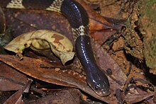 Many-banded krait (Bungarus multicinctus) Bungarus multicinctus.jpg