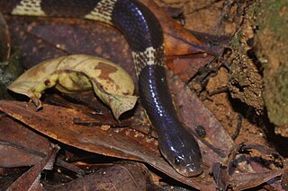 <span class="mw-page-title-main">Many-banded krait</span> A venomous species of elapid snake found in much of central and southern China and Southeast Asia