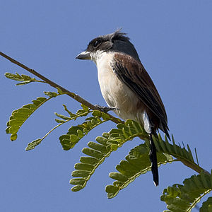 Strangler birmanez (Lanius collurioides), mascul