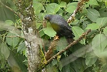 Buteo leucorrhous -NW Equateur-6.jpg