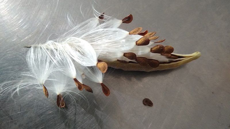 File:Butterfly Weed Seed.jpg