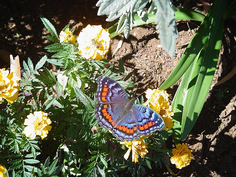 File:Butterfly at Millstream Farm - panoramio.jpg