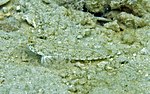 Thumbnail for Callionymus enneactis