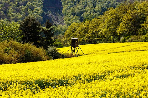 Hochsitz im Rapsfeld