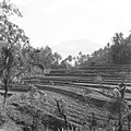 COLLECTIE TROPENMUSEUM Gezicht op rijstterrassen bij Iseh met op de achtergrond de Gunung Agung TMnr 60030173.jpg