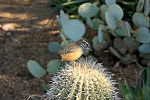 Thumbnail for File:Cactus Wren (5301405492).jpg