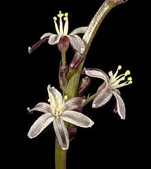 Polycarpa micrantha - Flickr - Kevin Thiele.jpg