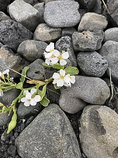 <i>Cakile arctica</i> Species of flowering plant