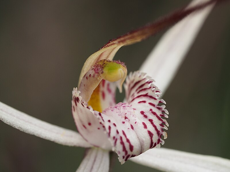 File:Caladenia polychroma 03.jpg