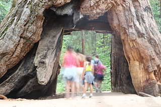 Calaveras Big Trees State Park California state park with groves of giant sequoias