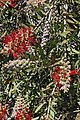 Rode lampenpoetser of Callistemon citrinus