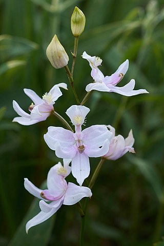 <i>Calopogon oklahomensis</i> Species of orchid