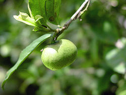 Camellia sinensis-fruto.jpg