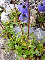 Campanula cochleariifolia DSCF1561.JPG