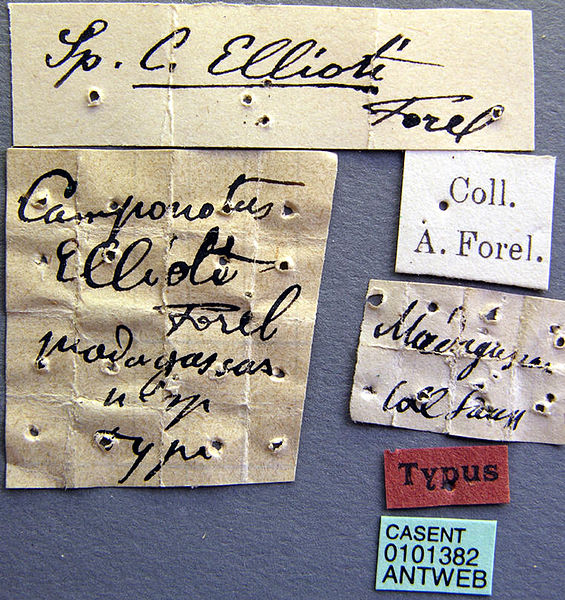 File:Camponotus ellioti casent0101382 label 1.jpg