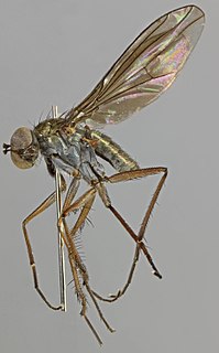 <i>Campsicnemus curvipes</i> species of insect