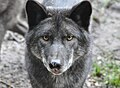 Eastern Wolf (Canis lupus lycaon) Timberwolf